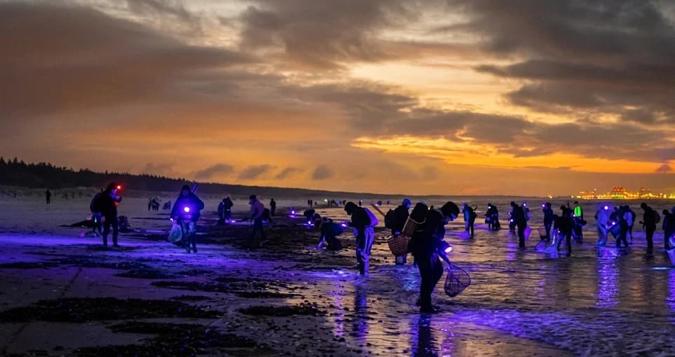 Plaża rozbłyska światłem UV. Zbieracze ruszają do akcji o zmierzchu.